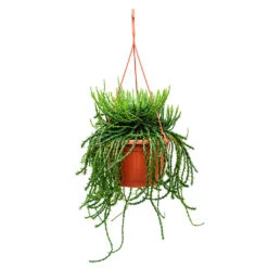 Euphorbia Flanaganii - Medusa Plant 18 Euphorbia Flanaganii - Medusa Plant -Plant Promotion Store Euphorbia flanaganii Medusa Plant 50cm