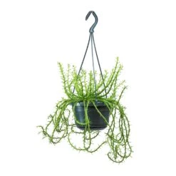 Euphorbia Flanaganii - Medusa Plant 17 Euphorbia Flanaganii - Medusa Plant -Plant Promotion Store Euphorbia flanaganii Medusa Plant Large 0b1fb7ed db6e 40b8 b7e5 a81accee906b