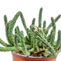 Euphorbia Flanaganii - Medusa Plant 16 Euphorbia Flanaganii - Medusa Plant -Plant Promotion Store Euphorbia flanaganii Medusa Plant close up