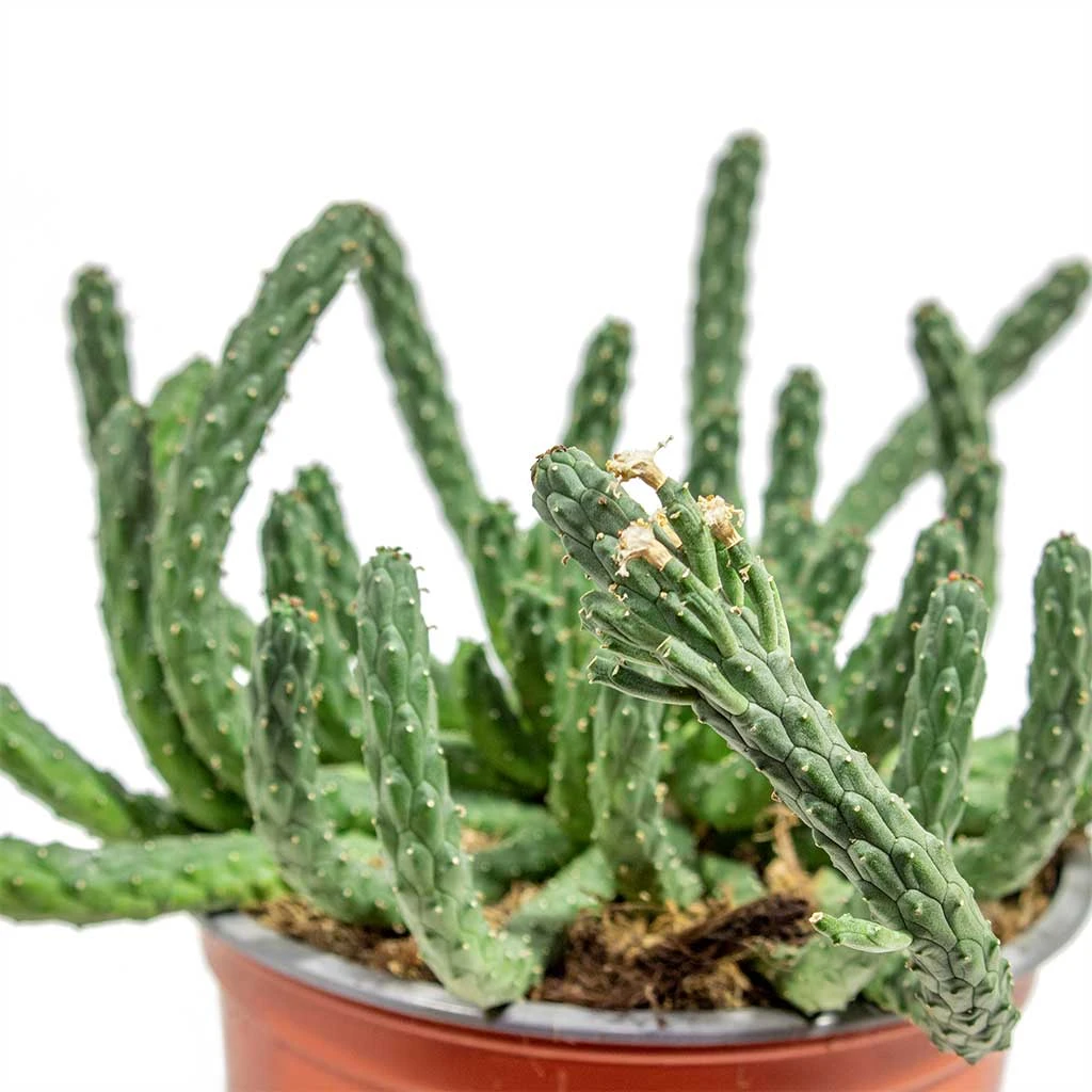 Euphorbia Flanaganii - Medusa Plant 8 Euphorbia Flanaganii - Medusa Plant - Image 6