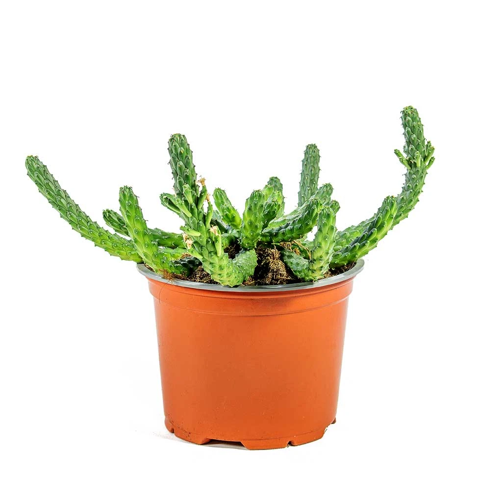 Euphorbia Flanaganii - Medusa Plant 6 Euphorbia Flanaganii - Medusa Plant - Image 4