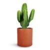 Euphorbia Ingens - Candelabra Tree -Plant Promotion Store Euphorbia ingens Candelabra Tree 24x70cm Max Refined Planter Canyon Orange 29x29.5cm 1