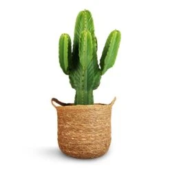 Euphorbia Ingens - Candelabra Tree 18 Euphorbia Ingens - Candelabra Tree -Plant Promotion Store Euphorbia ingens Candelabra Tree 24x70cm Nelis Plant Basket Natural 28x27cm 1