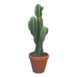 Euphorbia Ingens - Candelabra Tree 26 Euphorbia Ingens - Candelabra Tree -Plant Promotion Store Euphorbia ingens Candelabra Tree 27x80cm