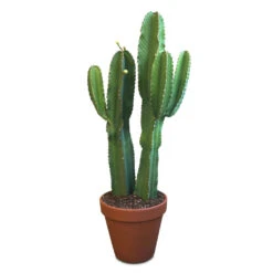 Euphorbia Ingens - Candelabra Tree 25 Euphorbia Ingens - Candelabra Tree -Plant Promotion Store Euphorbia ingens Candelabra Tree 35x135cm