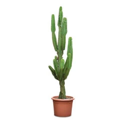 Euphorbia Ingens - Candelabra Tree 22 Euphorbia Ingens - Candelabra Tree -Plant Promotion Store Euphorbia ingens Candelabra Tree 40x190cm