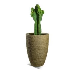 Ben Plant Pot - Straw Grass 28 Ben Plant Pot - Straw Grass -Plant Promotion Store Euphorbia ingens Candelabra Tree Ben Plant Pot Straw Grass e565bc98 358b 4c2d b7ad 90e23d871711