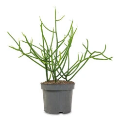 Euphorbia Tirucalli - Pencil Cactus -Plant Promotion Store Euphorbia tirucalli Pencil Cactus 12x30cm