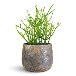 Jules Plant Pot - Smoked Earth 14 Jules Plant Pot - Smoked Earth -Plant Promotion Store Euphorbia tirucalli Pencil Cactus 12x30cm Jules Pot Earth 18x15cm