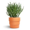 Euphorbia Tirucalli - Pencil Cactus 1 Euphorbia Tirucalli - Pencil Cactus -Plant Promotion Store Euphorbia tirucalli Pencil Cactus 15x35cm Boston Tiered Plant Pot Terracotta 19x16cm