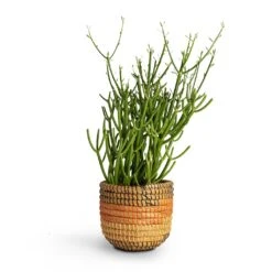 Euphorbia Tirucalli - Pencil Cactus -Plant Promotion Store Euphorbia tirucalli Pencil Cactus 15x35cm Jane Plant Baskets Set5 Desert 9b1f2e78 53e4 4875 b1fe 945f2b5a4492