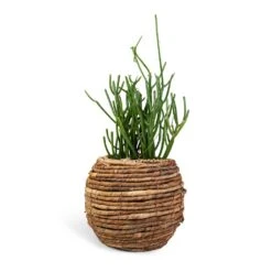 Euphorbia Tirucalli - Pencil Cactus -Plant Promotion Store Euphorbia tirucalli Pencil Cactus 15x35cm Lida Plant Basket Natural 24x20cm 910626ea db7d 4499 9efb 066d6a864452