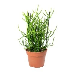 Euphorbia Tirucalli - Pencil Cactus -Plant Promotion Store Euphorbia tirucalli Pencil Cactus