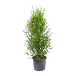 Euphorbia Tirucalli - Pencil Cactus -Plant Promotion Store Euphorbia tirucalli Pencil Cactus XLarge