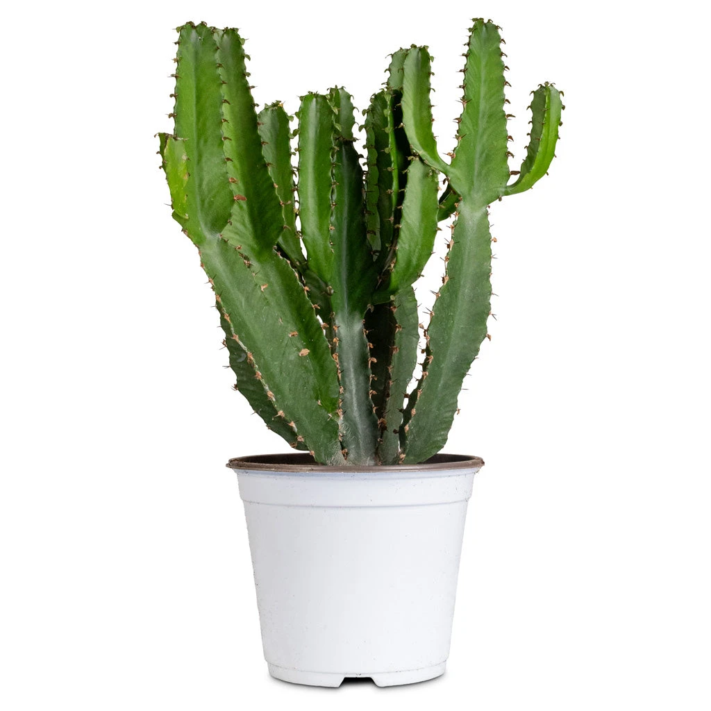 Euphorbia Triangularis 8 Euphorbia Triangularis - Image 6