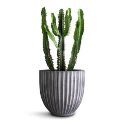 Euphorbia Triangularis 12 Euphorbia Triangularis -Plant Promotion Store Euphorbia triangularis 14x40cm Lagos Plant Pot Anthracite 20x20cm