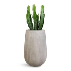 Patt High Ridged Planter - Cement -Plant Promotion Store Euphorbia triangularis 17x45cm Patt High Plant Vase Ridged Cement 29x43cm 1043ac87 2b0e 4dcf a4a6 115a3f55ef9f