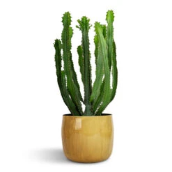 Babet Plant Pot - Camel 20 Babet Plant Pot - Camel -Plant Promotion Store Euphorbia triangularis 17x60cm Babet Plant Pot Camel 21x18cm be0cd5f9 2008 4467 9c87 6aa0f43127b5