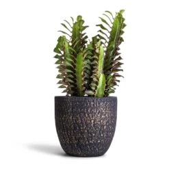 Euphorbia Trigona Rubra - African Milk Tree 18 Euphorbia Trigona Rubra - African Milk Tree -Plant Promotion Store Euphorbia trigon rubra Africa Milk Tree 12x25cm Rinca Plant Pot Shiny Black 17x15cm