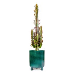 Euphorbia Trigona Rubra - African Milk Tree 22 Euphorbia Trigona Rubra - African Milk Tree -Plant Promotion Store Euphorbia trigona rubra African Milk Tree 12x25cm Pisa Pot Emerald 20x24cm