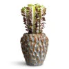 Euphorbia Trigona Rubra - African Milk Tree