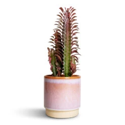 Euphorbia Trigona Rubra - African Milk Tree 16 Euphorbia Trigona Rubra - African Milk Tree -Plant Promotion Store Euphorbia trigona rubra African Milk Tree 12x30cm Copenhagen Plant Pot Pink 135x14cm 00d9f1aa ed23 4d5a 9f85 74f673de31a7