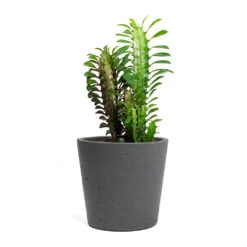 Euphorbia Trigona Rubra - African Milk Tree 20 Euphorbia Trigona Rubra - African Milk Tree -Plant Promotion Store Euphorbia trigona rubra African Milk Tree Mini Bucket Plant Pot Black Washed 3b9ecc55 6a18 48f4 9b7f e55bedab77da