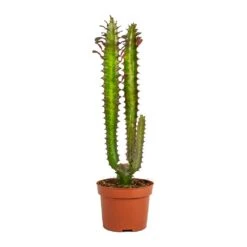 Euphorbia Trigona Rubra - African Milk Tree 17 Euphorbia Trigona Rubra - African Milk Tree -Plant Promotion Store Euphorbia trigona rubra African Milk Tree No Leaves