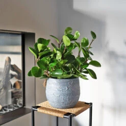 Evi Plant Pot - Antique Silver -Plant Promotion Store Evi antique silver 04