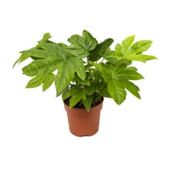 Fatsia Japonica - Japanese Aralia 16 Fatsia Japonica - Japanese Aralia -Plant Promotion Store Fatsia japonica Japanese Aralia 13cm