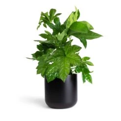 Fatsia Japonica - Japanese Aralia 21 Fatsia Japonica - Japanese Aralia -Plant Promotion Store Fatsia japonica Japanese Aralia 17x60cm Lisbon Plant Pot Anthracite 19x19cm 0b73335c f262 4124 af64 b2f684ec7813