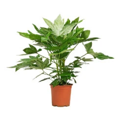 Fatsia Japonica - Japanese Aralia 24 Fatsia Japonica - Japanese Aralia -Plant Promotion Store Fatsia japonica Japanese Aralia 19x70cm