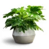Fatsia Japonica - Japanese Aralia
