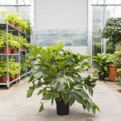 Fatsia Japonica - Japanese Aralia 23 Fatsia Japonica - Japanese Aralia -Plant Promotion Store Fatsia japonica Japanese Aralia 24cm Warehouse