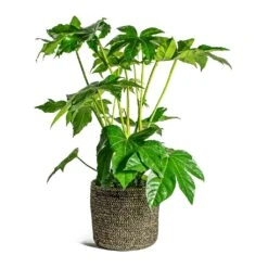Fatsia Japonica - Japanese Aralia 17 Fatsia Japonica - Japanese Aralia -Plant Promotion Store Fatsia japonica Japanese Aralia Maartje Plant Baskets Set of 5 black