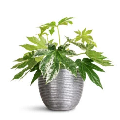 Elise Metal Plant Pot - Lead 18 Elise Metal Plant Pot - Lead -Plant Promotion Store Fatsia japonica Variegated 17x40cm Elise Metal Pot Lead 21x16cm 1