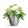 Fatsia Japonica - Variegated Japanese Aralia 2 Fatsia Japonica - Variegated Japanese Aralia -Plant Promotion Store Fatsia japonica Variegated 17x40cm Elise Metal Pot Lead 21x16cm