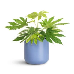 Lisbon Plant Pot - Powder Blue -Plant Promotion Store Fatsia japonica Variegated 17x40cm Lisbon Pot Powder Blue 18.5x18.5cm 1
