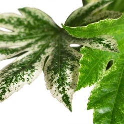 Fatsia Japonica - Variegated Japanese Aralia 15 Fatsia Japonica - Variegated Japanese Aralia -Plant Promotion Store Fatsia japonica Variegated Japanese Aralia 17x60cm CLOSE 1