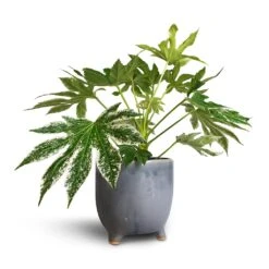 Fatsia Japonica - Variegated Japanese Aralia 16 Fatsia Japonica - Variegated Japanese Aralia -Plant Promotion Store Fatsia japonica Variegated Japanese Aralia 17x60cm Kaat Plant Pot Blue Grey 20x20cm