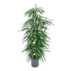 Ficus Alii - HydroCare -Plant Promotion Store Ficus Alii Hydro 18 19x120 1