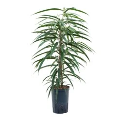 Ficus Alii - HydroCare -Plant Promotion Store Ficus Alii Hydroculture 15 19x75cm