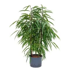 Ficus Alii - HydroCare -Plant Promotion Store Ficus Alii Hydroculture 25 19x110cm