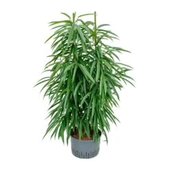 Ficus Alii - HydroCare -Plant Promotion Store Ficus Alii Hydroculture 28 19x120cm