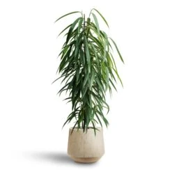 Ficus Alii - HydroCare -Plant Promotion Store Ficus Alii Hydroculture Raindrop Tube Round Planter Stone