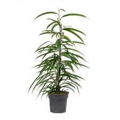 Ficus Alii - Long Leafed Fig 15 Ficus Alii - Long Leafed Fig -Plant Promotion Store Ficus Alii Long Leafed Fig 17x70cm