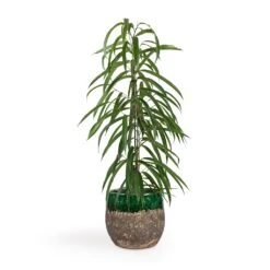 Lindy Plant Pot - Black Green 33 Lindy Plant Pot - Black Green -Plant Promotion Store Ficus Alii Long Leafed Fig 17x70cm Lindy Plant Pot Black Green 23x20cm 513edad0 79e9 4d01 909c 50a38d80bd72