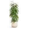 Ficus Alii - Long Leafed Fig 1 Ficus Alii - Long Leafed Fig -Plant Promotion Store Ficus Alii Long Leafed Fig 21x100cm Dune Darcy Planter Oat 30x26cm