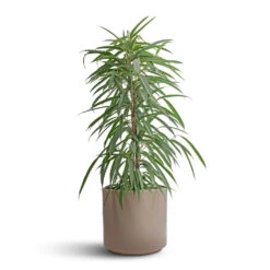 Ficus Alii - Long Leafed Fig 22 Ficus Alii - Long Leafed Fig -Plant Promotion Store Ficus Alii Long Leafed Fig 21x100cm Prague Plant Pot Taupe 28x24cm 15c7b3bf df09 4c32 bc07 6d48c4393dc6
