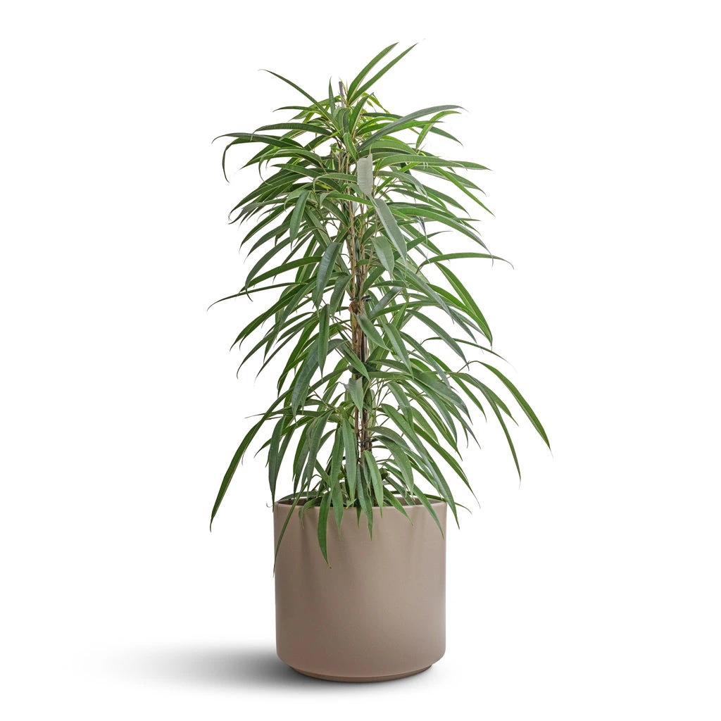 Ficus Alii - Long Leafed Fig 12 Ficus Alii - Long Leafed Fig - Image 10